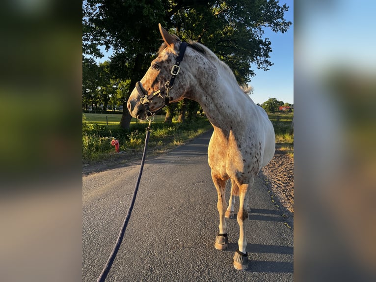 Trakehnare Blandning Valack 16 år 163 cm Pinto in Heist