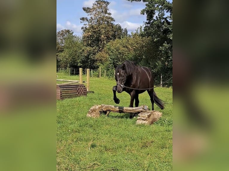 Trakehnare Valack 16 år 168 cm Rökfärgad svart in Horst