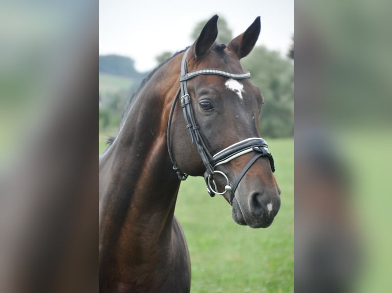 Trakehnare Valack 19 år 165 cm Brun in Wartenberg