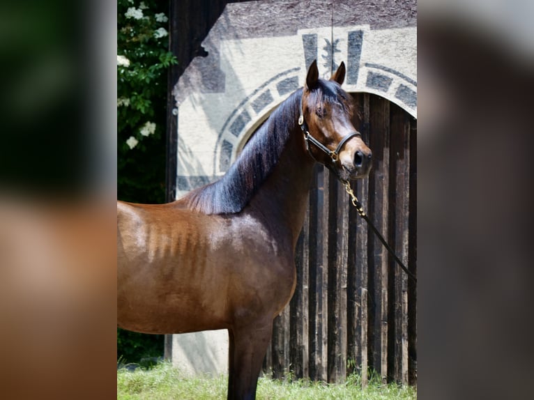 Trakehnare Valack 2 år 168 cm Brun in Günzburg