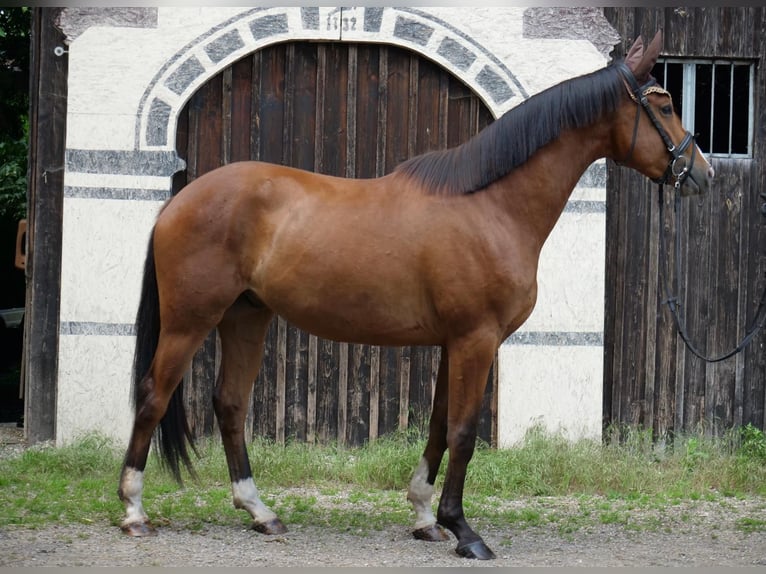 Trakehnare Valack 3 år 168 cm Brun in Günzburg