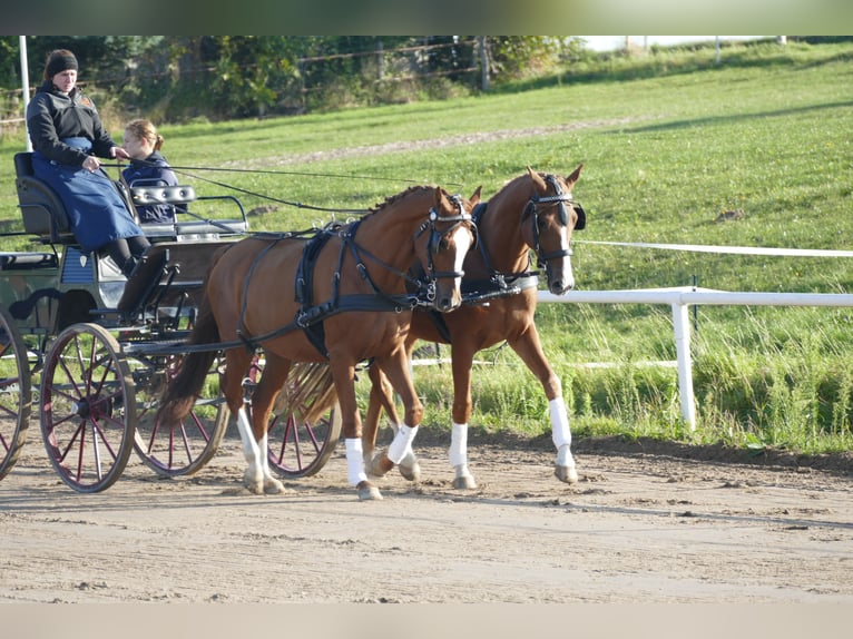 Trakehnare Valack 4 år 165 cm fux in Ganschow