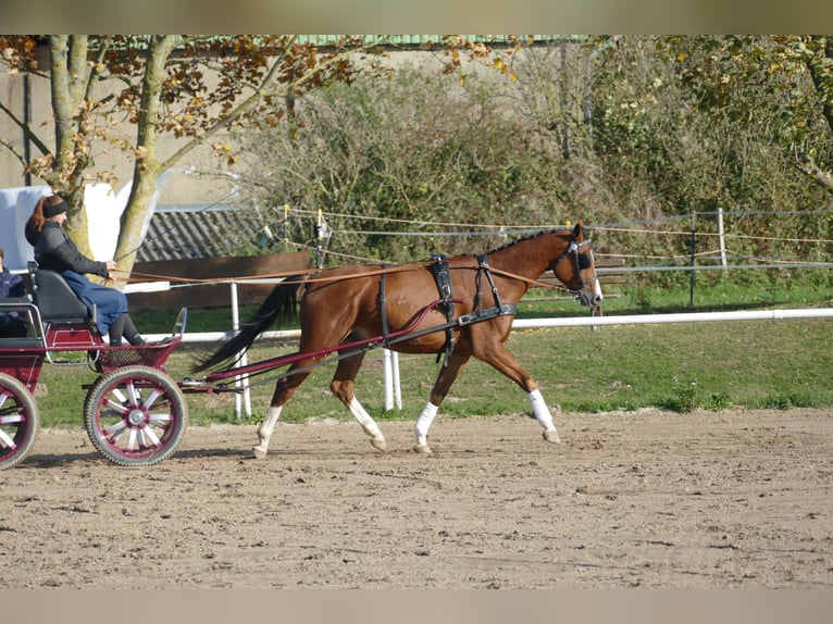 Trakehnare Valack 4 år 169 cm Brun in Ganschow