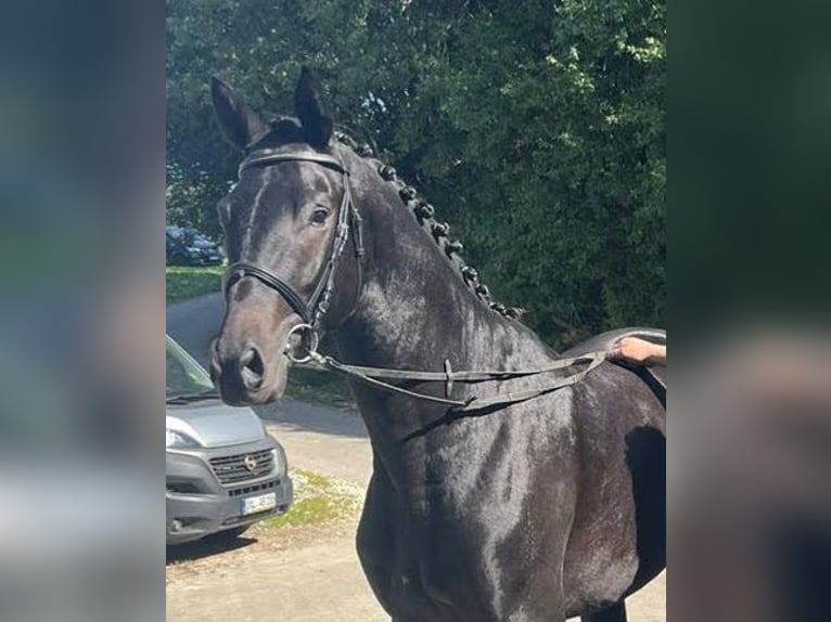 Trakehnare Valack 4 år 173 cm Rökfärgad svart in Adelsried