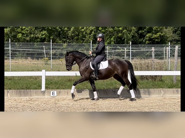 Trakehnare Valack 5 år 168 cm Rökfärgad svart in Metzingen