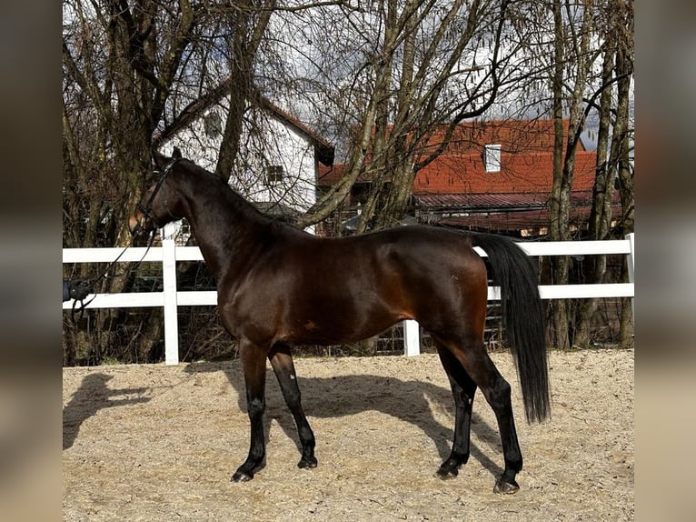 Trakehnare Valack 5 år 169 cm Brun in Loiching