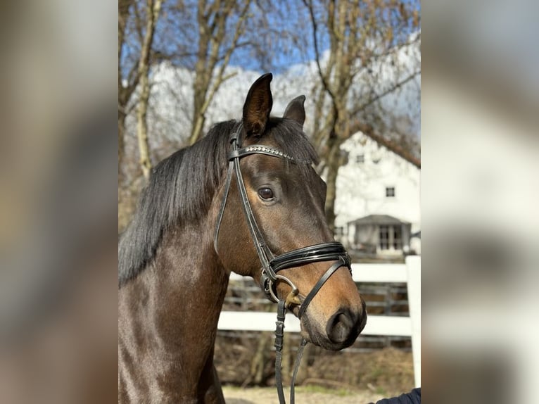 Trakehnare Valack 5 år 169 cm Brun in Loiching