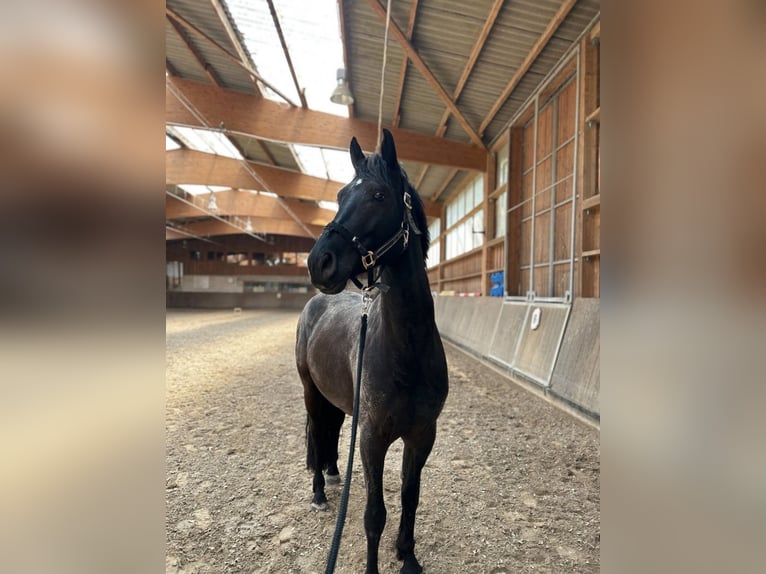 Trakehnare Blandning Valack 6 år 162 cm Svart in Leipzig