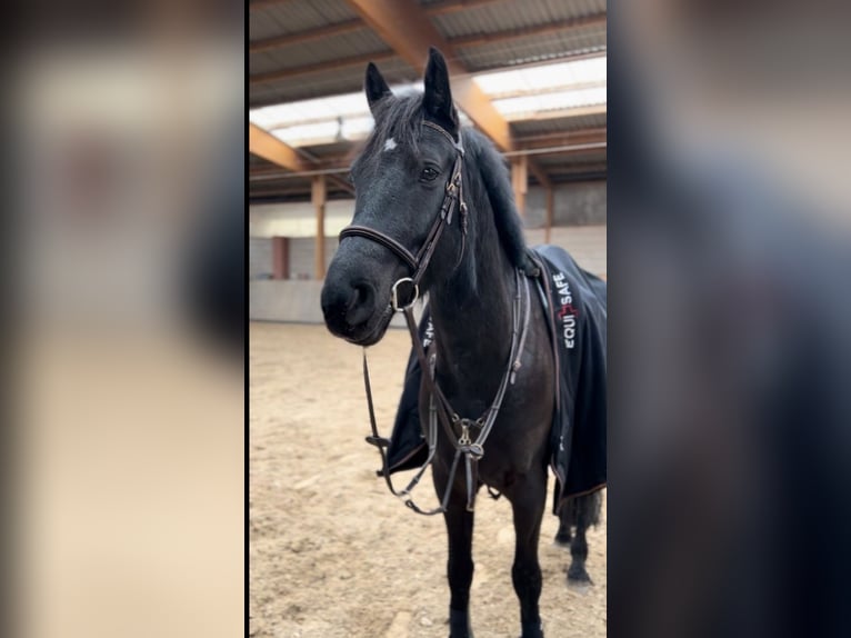 Trakehnare Blandning Valack 6 år 162 cm Svart in Leipzig