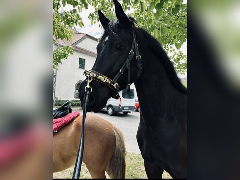 Trakehnare Blandning Valack 6 år 162 cm Svart in Leipzig