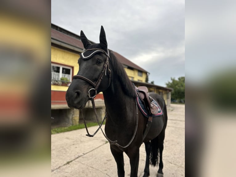 Trakehnare Blandning Valack 6 år 162 cm Svart in Leipzig