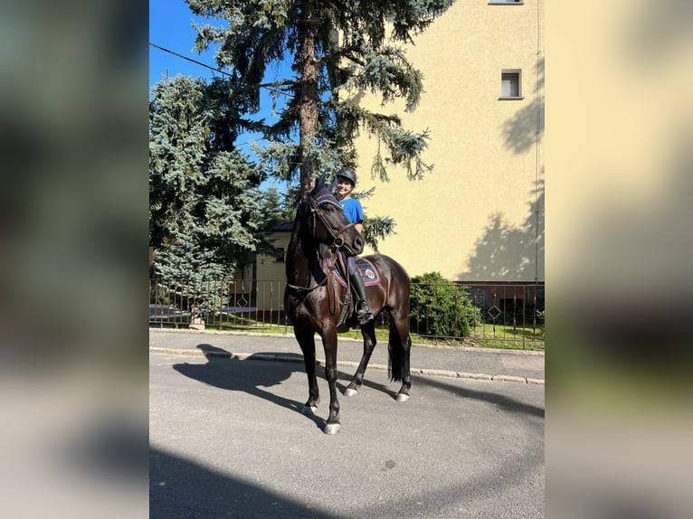 Trakehnare Blandning Valack 6 år 162 cm Svart in Leipzig