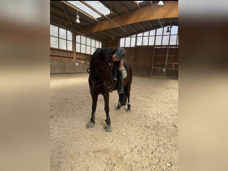 Trakehnare Blandning Valack 6 år 162 cm Svart in Leipzig