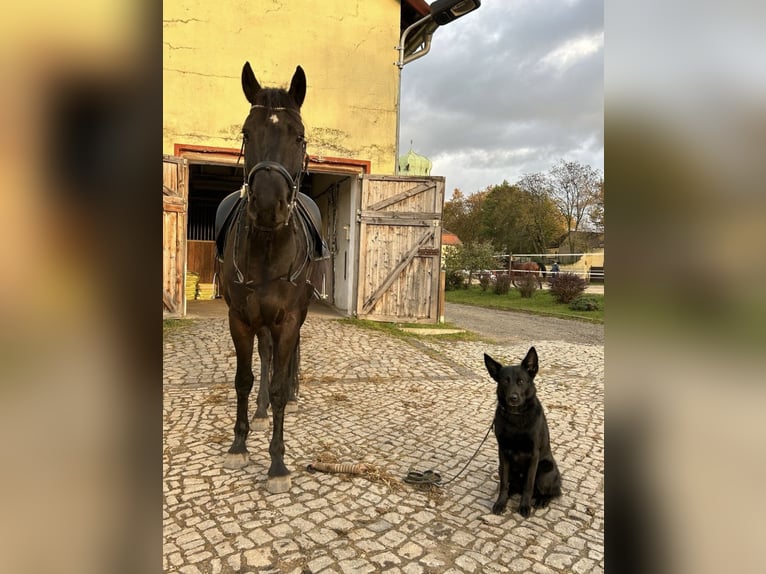 Trakehnare Blandning Valack 6 år 162 cm Svart in Leipzig