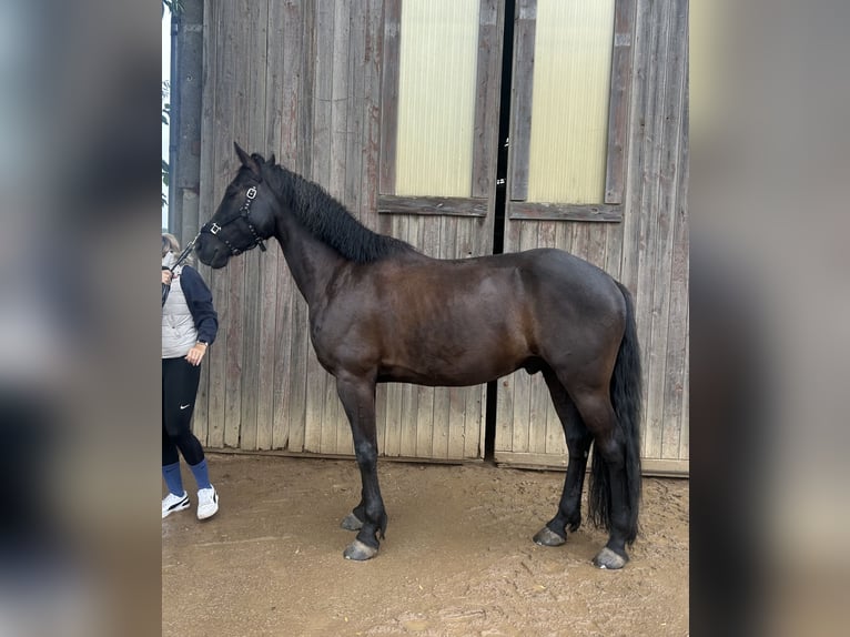 Trakehnare Blandning Valack 6 år 162 cm Svart in Leipzig