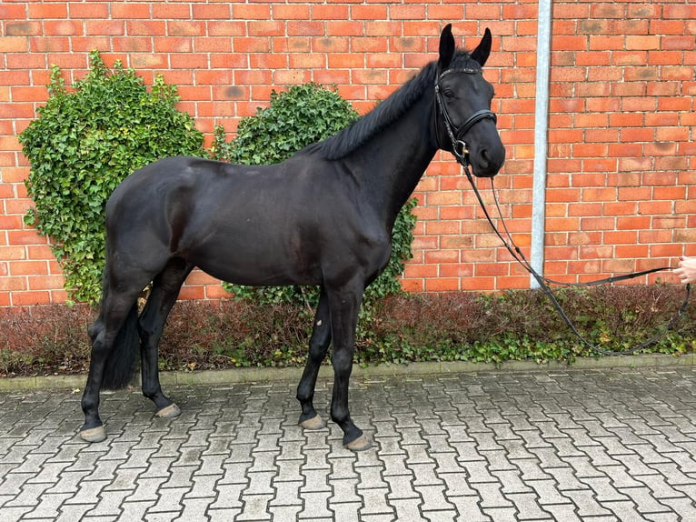 Trakehnare Valack 6 år 173 cm Rökfärgad svart in Lienen