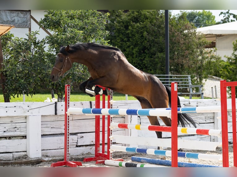 Trakehnare Valack 8 år 167 cm Rökfärgad svart in &#1054;&#1087;&#1080;&#1094;&#1074;&#1077;&#1090; / Opicvet