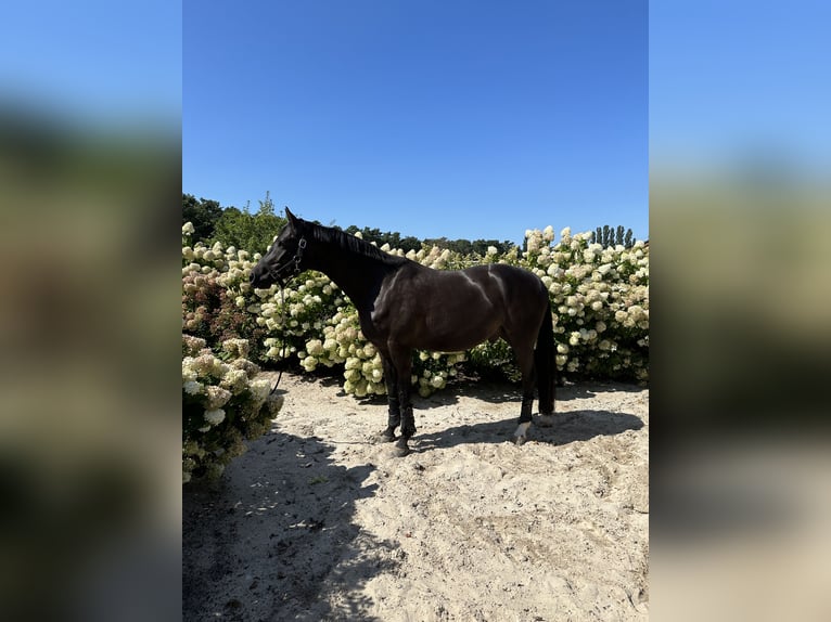 Trakehnare Valack 8 år 167 cm Svart in Berlin