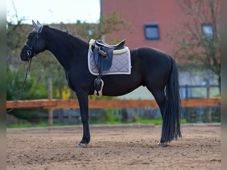 Trakehnare Valack 9 år 165 cm Svart in Nandlstadt