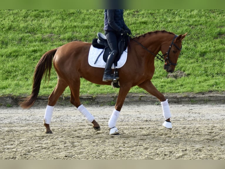 Trakehner Caballo castrado 10 años 165 cm Alazán in Heiligenhaus