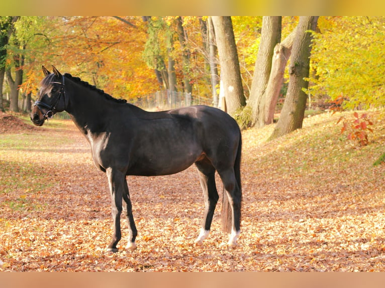 Trakehner Caballo castrado 10 años 165 cm Castaño oscuro in Darmstadt