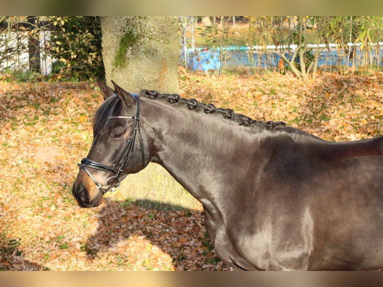 Trakehner Caballo castrado 10 años 165 cm Castaño oscuro in Darmstadt