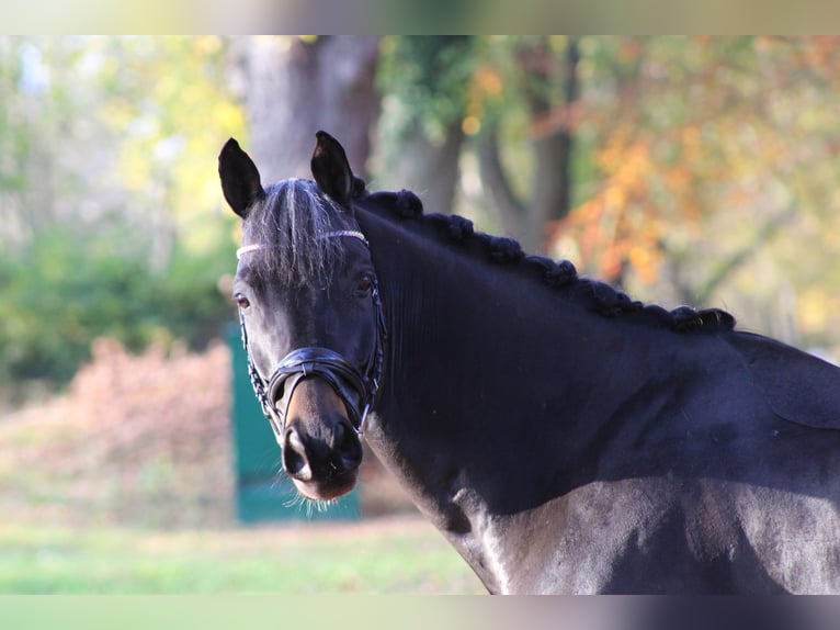 Trakehner Caballo castrado 10 años 165 cm Castaño oscuro in Darmstadt