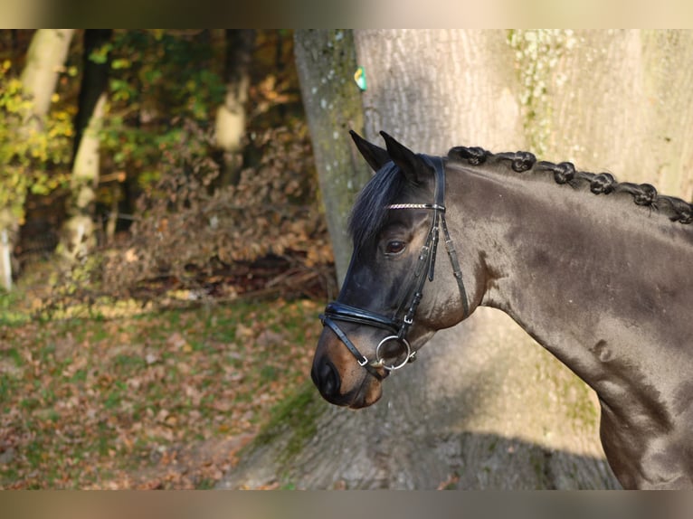 Trakehner Caballo castrado 10 años 165 cm Castaño oscuro in Darmstadt