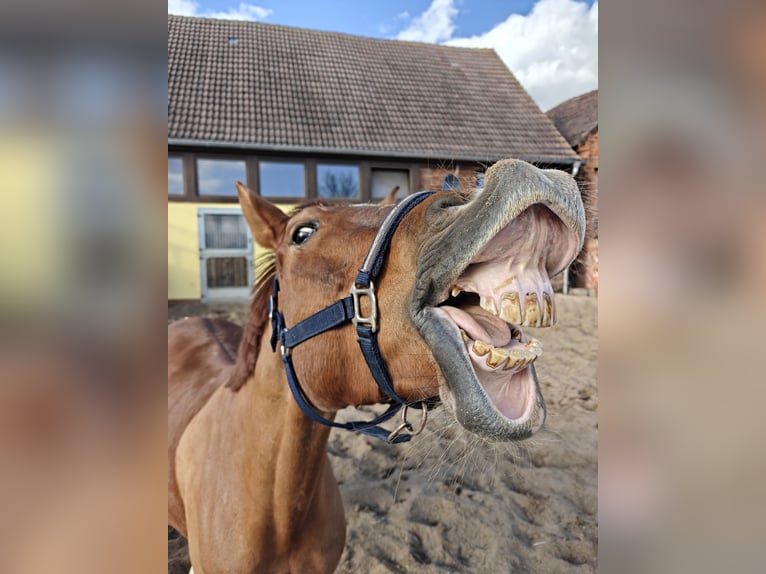 Trakehner Caballo castrado 10 años 167 cm Alazán in Wörmlitz