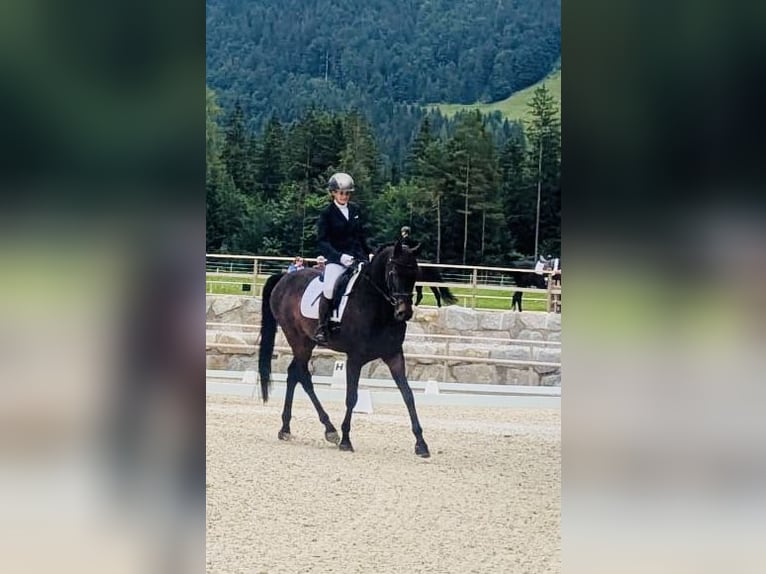 Trakehner Caballo castrado 10 años 167 cm Castaño oscuro in Pill