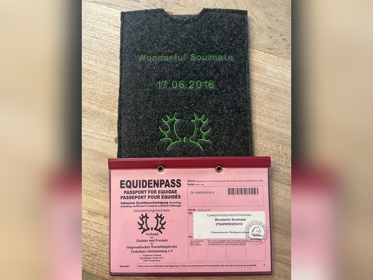 Trakehner Caballo castrado 10 años 167 cm Castaño oscuro in Pill