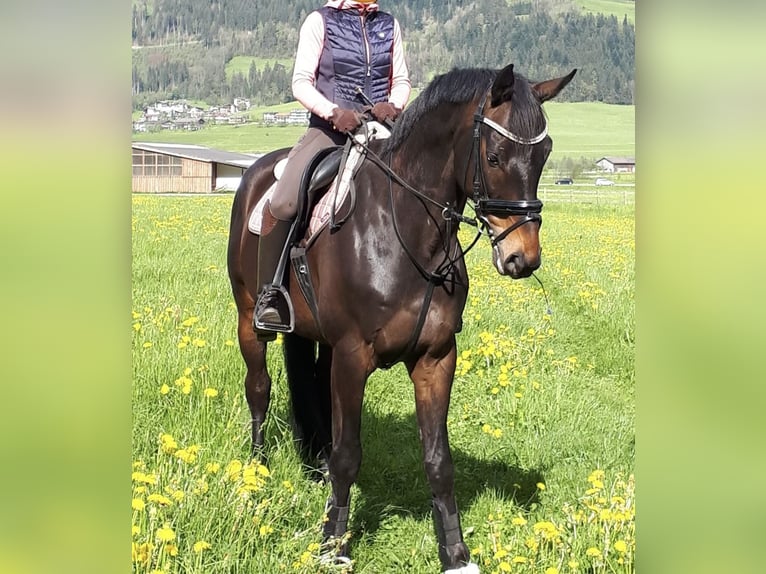 Trakehner Caballo castrado 10 años 167 cm Castaño oscuro in Pill