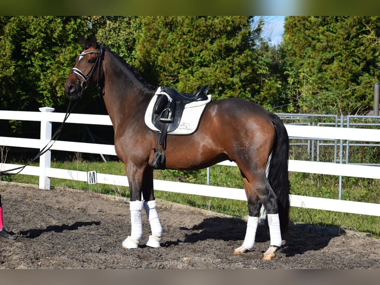 Trakehner Caballo castrado 10 años 169 cm Castaño in Dätgen