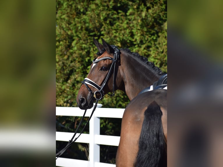 Trakehner Caballo castrado 10 años 169 cm Castaño in Dätgen