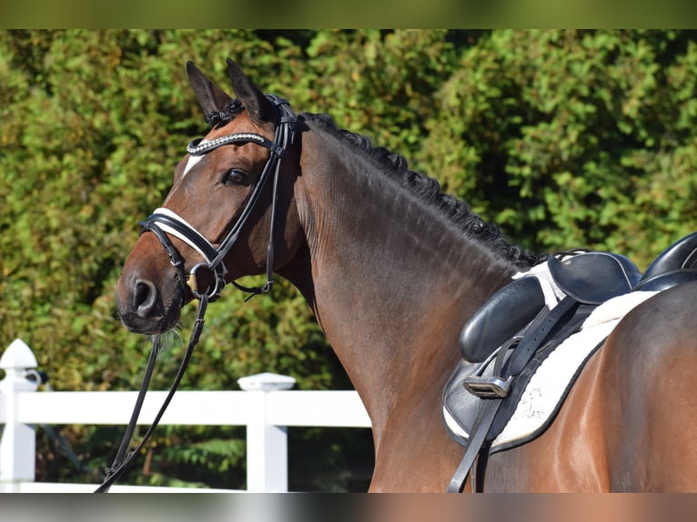 Trakehner Caballo castrado 10 años 169 cm Castaño in Dätgen