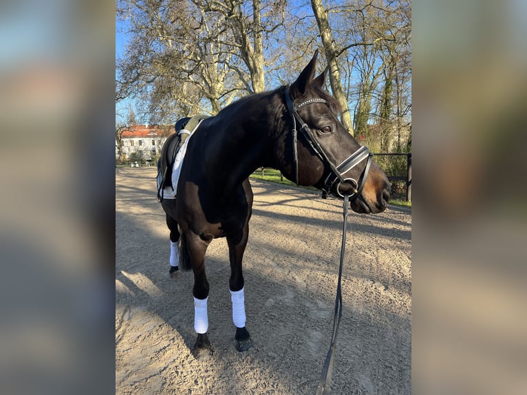 Trakehner Caballo castrado 10 años 169 cm Morcillo in Kremmen