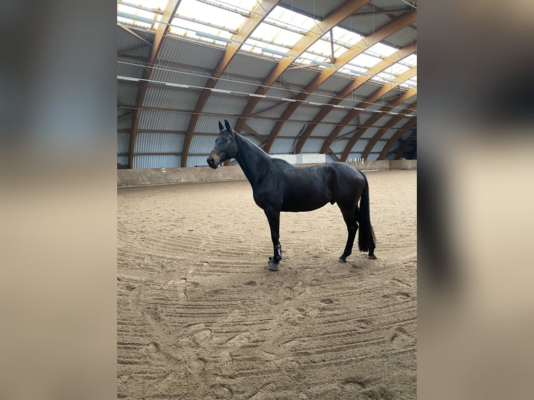Trakehner Caballo castrado 10 años 170 cm Castaño oscuro in Bad Oeynhausen