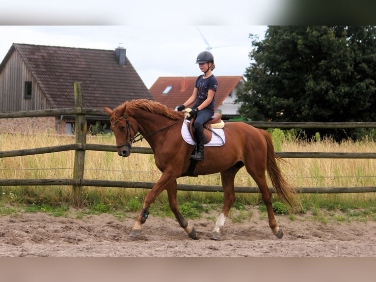 Trakehner Caballo castrado 10 años 173 cm Alazán in Langlingen