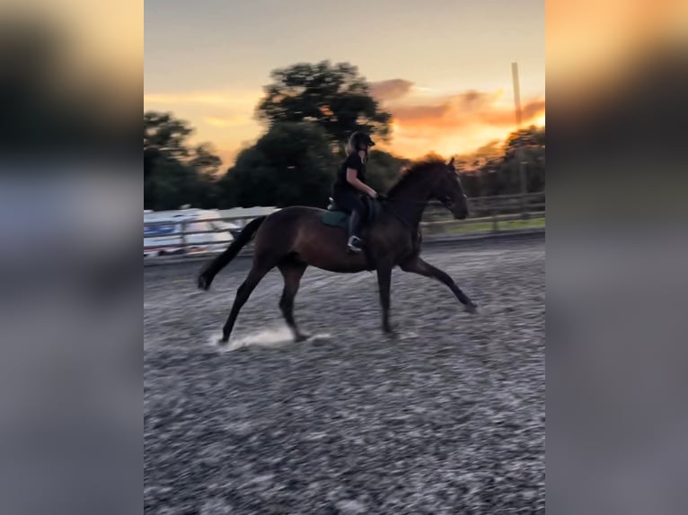 Trakehner Caballo castrado 10 años 173 cm Castaño oscuro in Dublin
