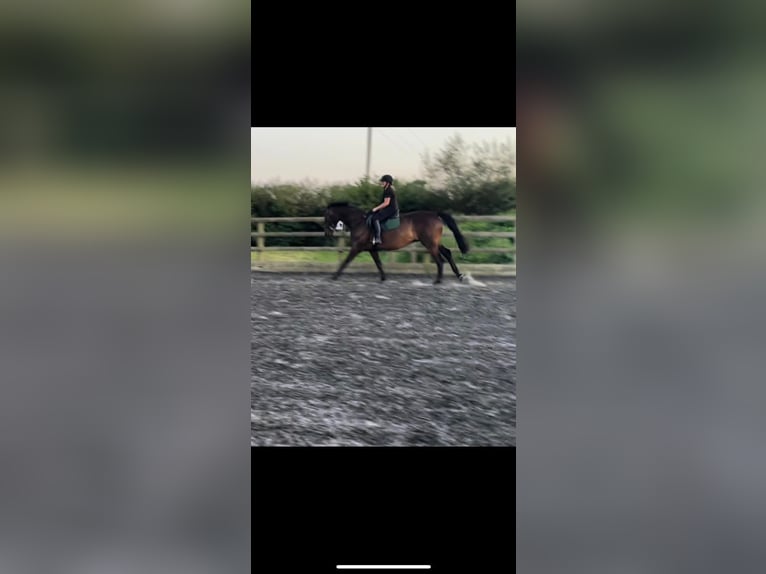 Trakehner Caballo castrado 10 años 173 cm Castaño oscuro in Dublin