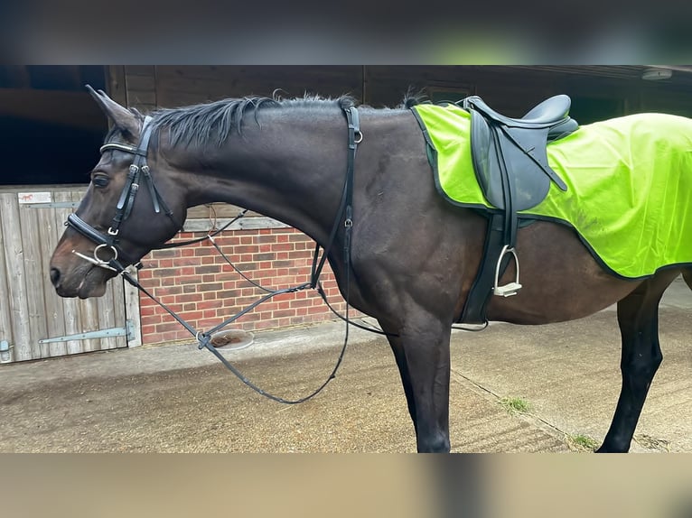 Trakehner Caballo castrado 10 años 173 cm Castaño oscuro in Dublin