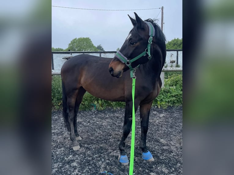 Trakehner Caballo castrado 10 años 173 cm Castaño oscuro in Dublin