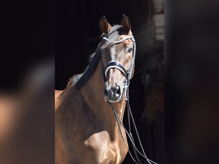Trakehner Caballo castrado 10 años 173 cm Castaño oscuro in Herbstein