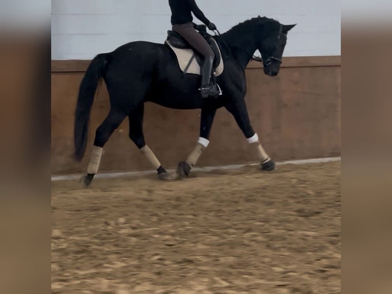 Trakehner Caballo castrado 10 años 173 cm Negro in Willich