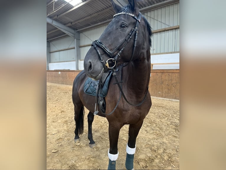 Trakehner Caballo castrado 10 años 173 cm Negro in Willich