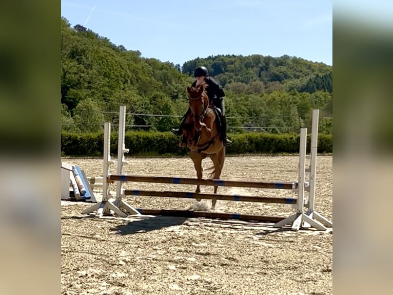 Trakehner Caballo castrado 11 años 165 cm Alazán in Heiligenhaus