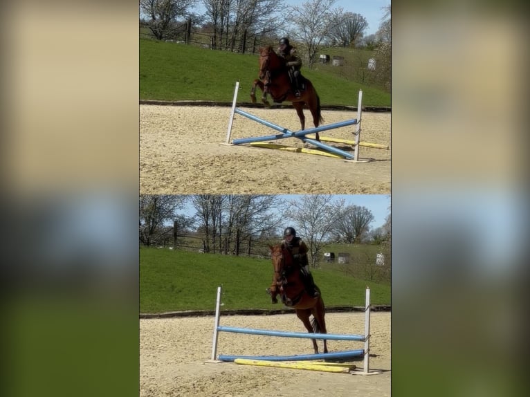 Trakehner Caballo castrado 11 años 165 cm Alazán in Heiligenhaus