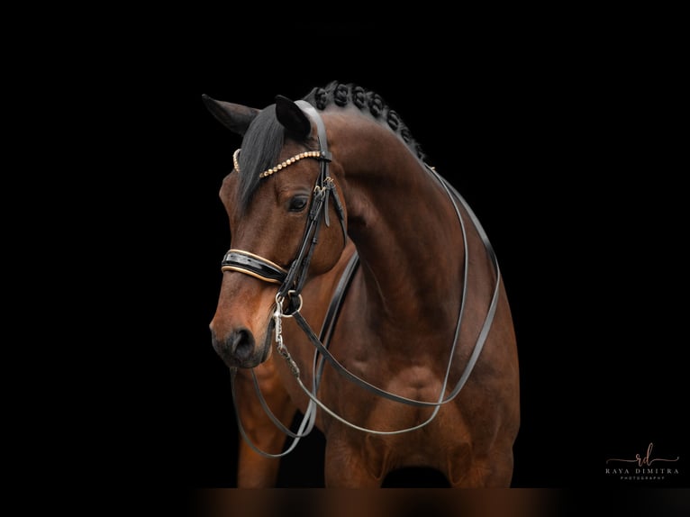 Trakehner Caballo castrado 11 años 165 cm Castaño oscuro in Wehringen