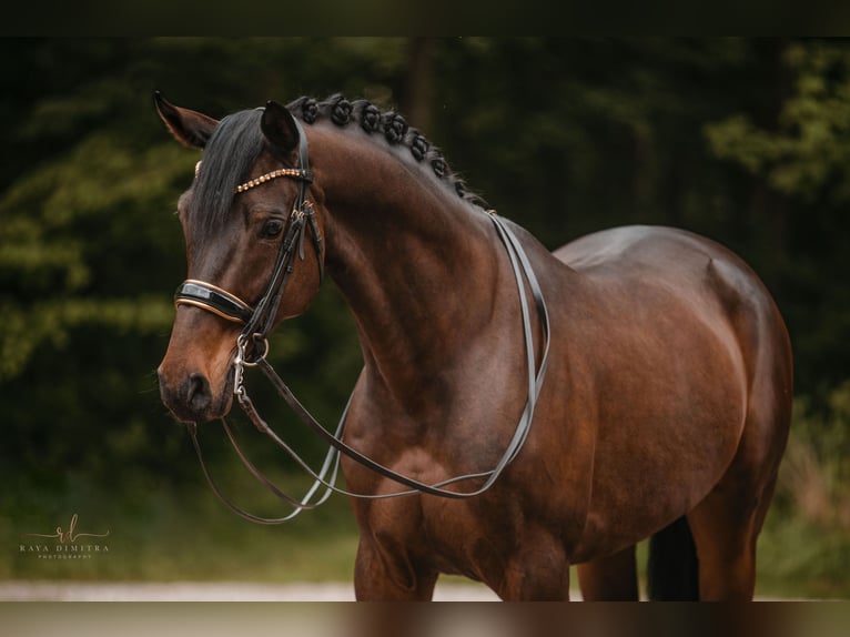 Trakehner Caballo castrado 11 años 165 cm Castaño oscuro in Wehringen