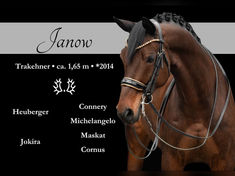 Trakehner Caballo castrado 11 años 165 cm Castaño oscuro in Wehringen